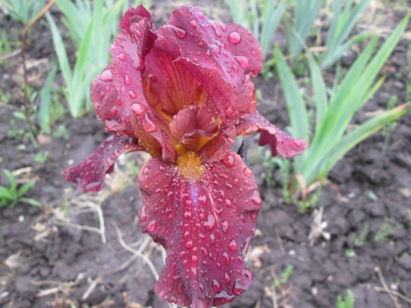  - Gradina cu irisi nr 2 in 2017