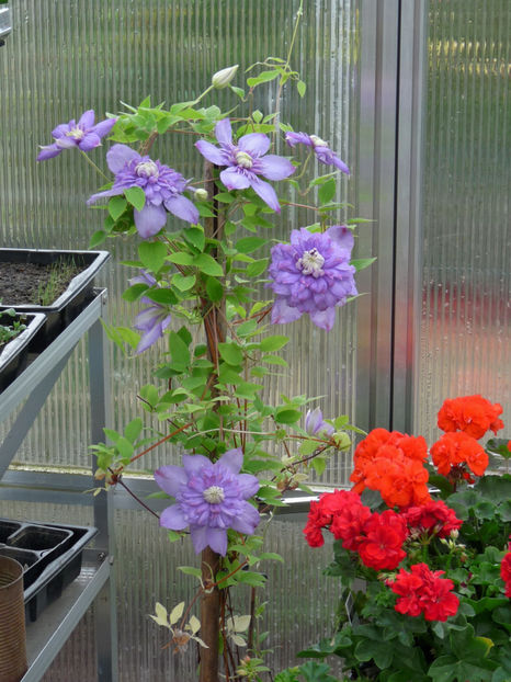 Doar in solar cu flori! - 2017 - 01 - Primavara