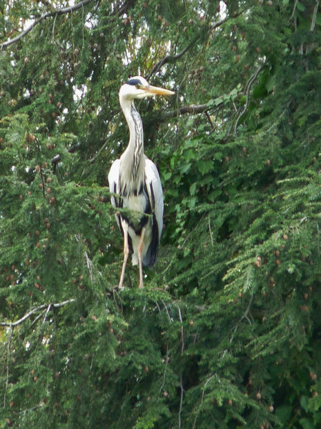 Cocor,  un vizitator rar! - 2017 - 01 - Primavara