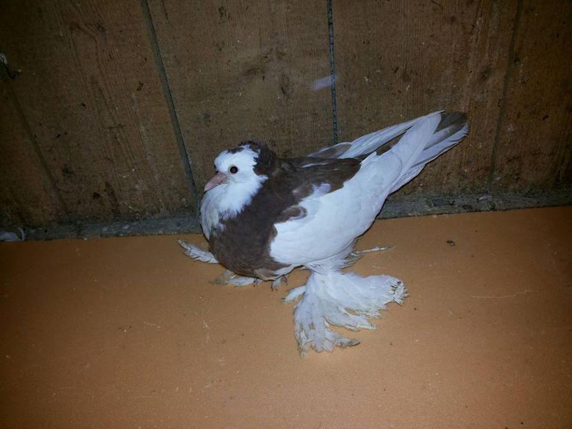 Donat - Porumbei VÂNDUȚI