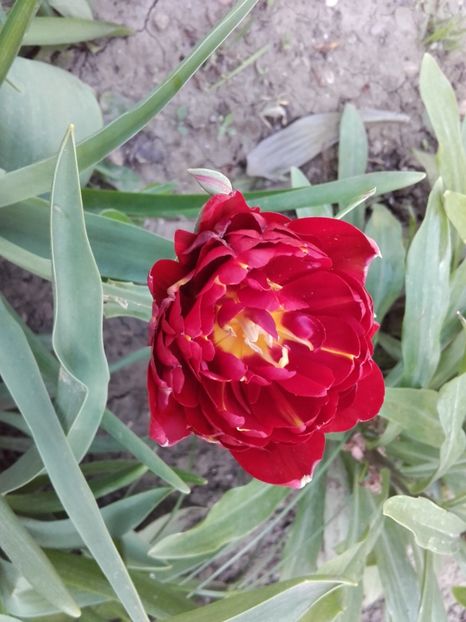  - ALTE FLORI