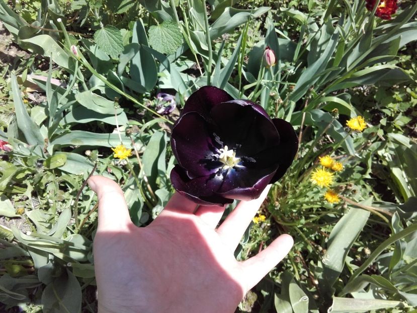 lalea neagră - ALTE FLORI