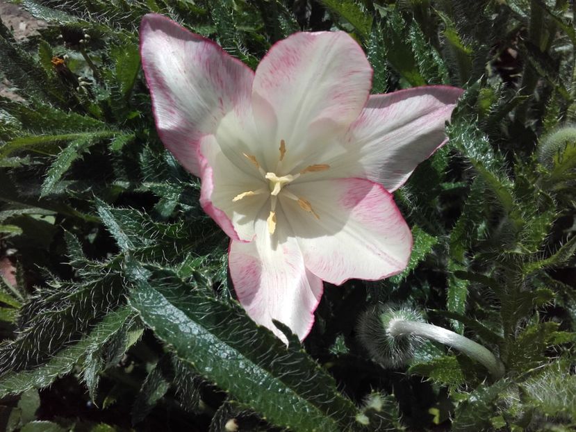  - ALTE FLORI