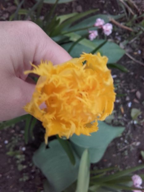  - ALTE FLORI