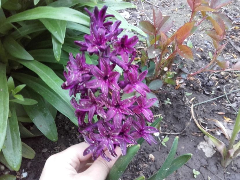  - ALTE FLORI