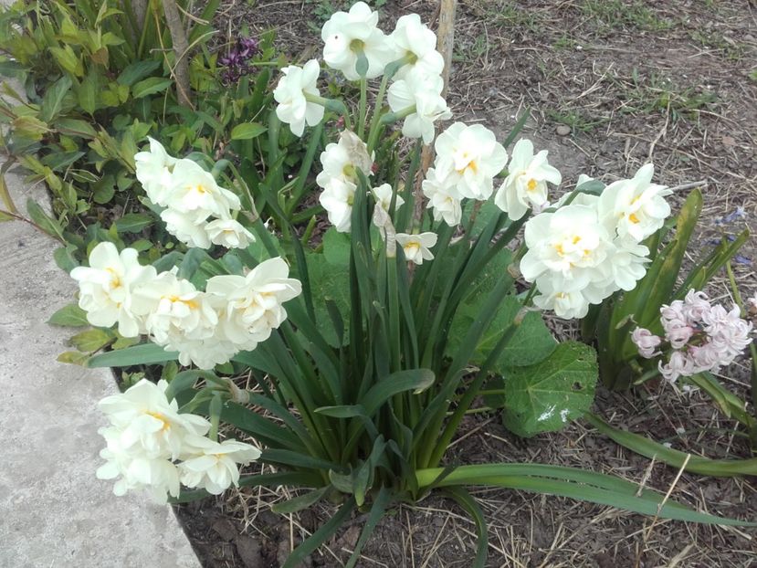 narcise - ALTE FLORI