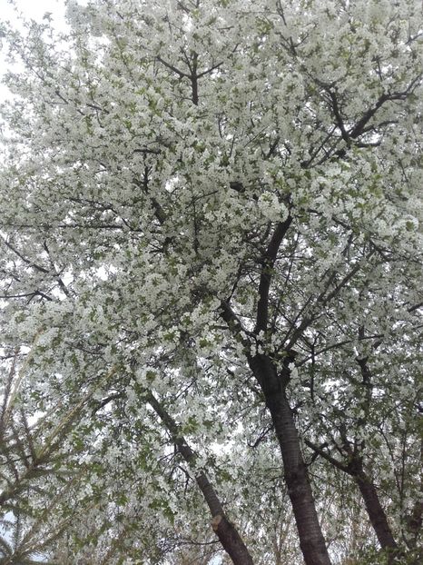  - ALTE FLORI