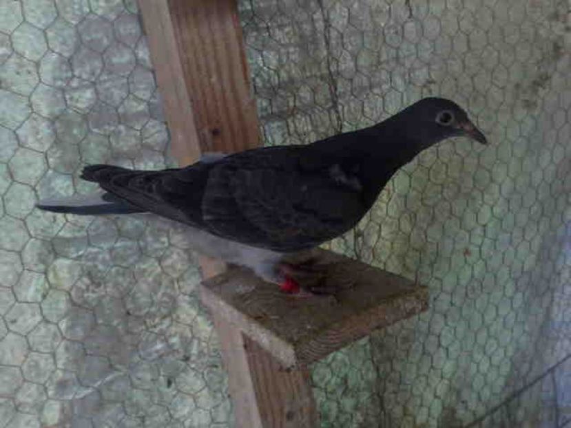 21-vandut - X-Porumbei vinduti