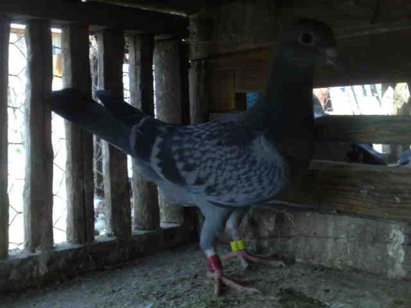 22 - X-Porumbei vinduti