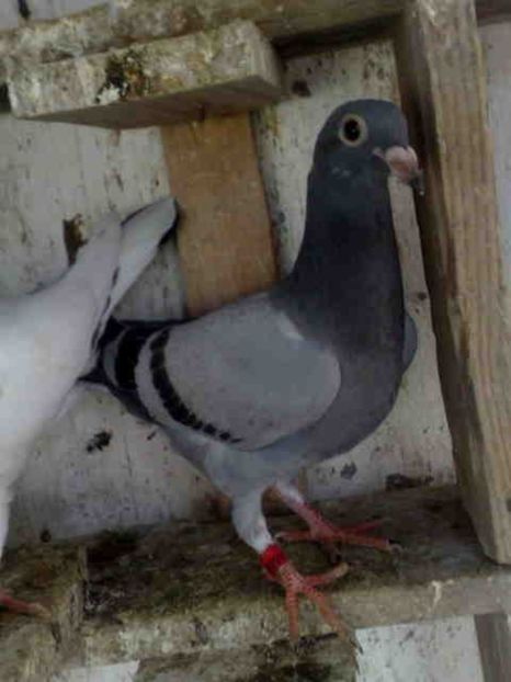 28 - X-Porumbei vinduti