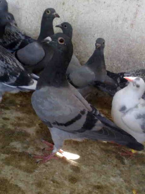 30 - X-Porumbei vinduti