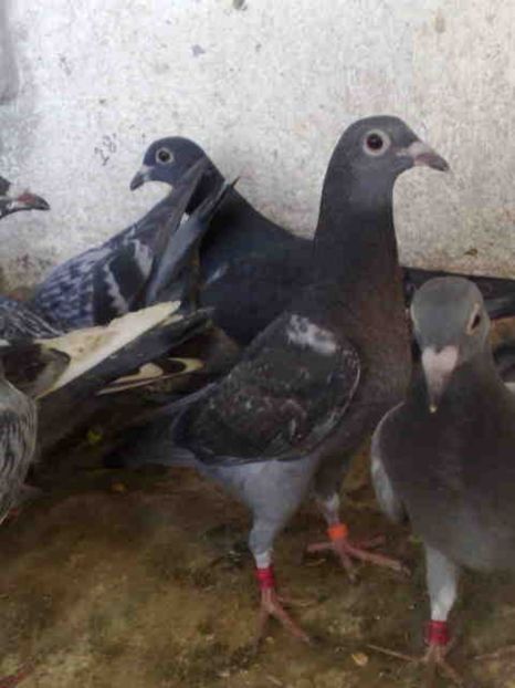 31 - X-Porumbei vinduti