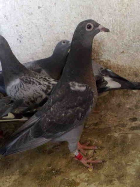 34 - X-Porumbei vinduti