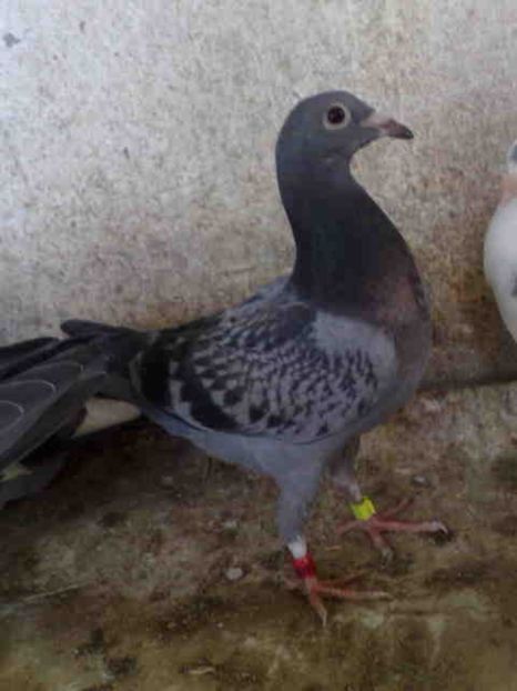 35-vandut - X-Porumbei vinduti