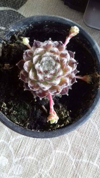 arachnoides - sempervivum