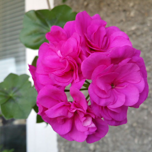  - Muscate 2013 2022
