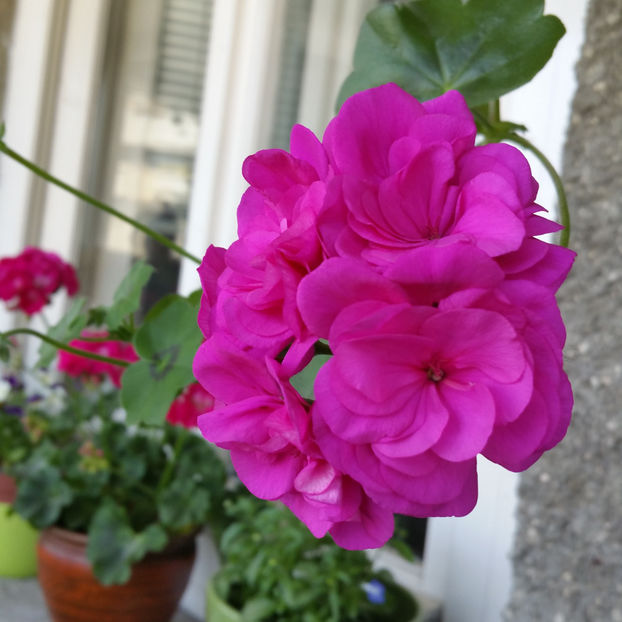  - Muscate 2013 2022