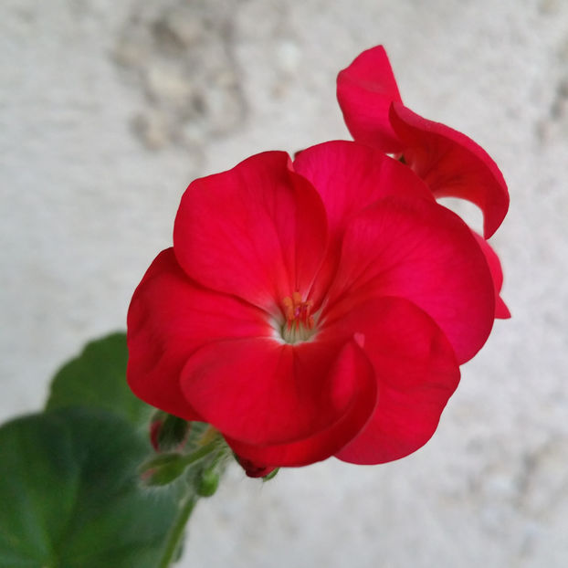  - Muscate 2013 2022