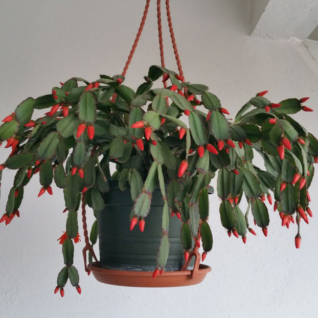  - Rhipsalidopsis