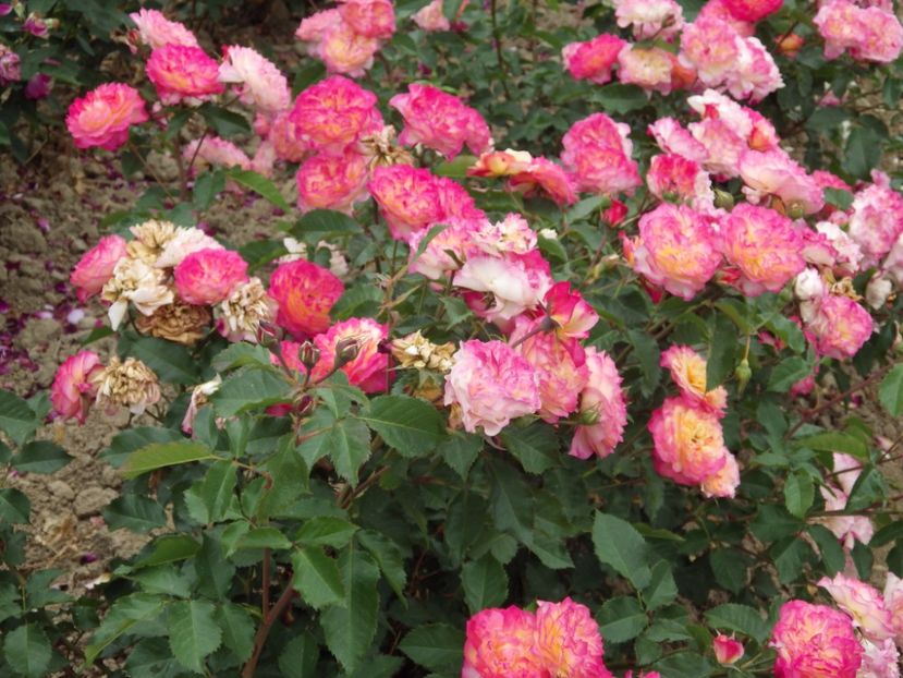 Rosier-Perle-de-Cristal-des-Accordeons-Maugein-2 - 2017 - Caut