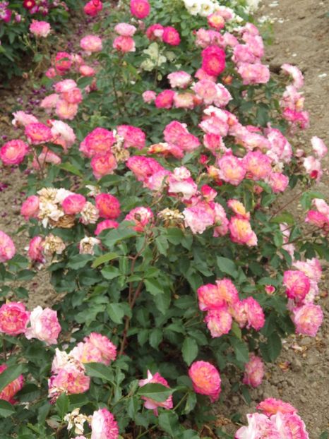Rosier-Perle-de-Cristal-des-Accordeons-Maugein-3 - 2017 - Caut