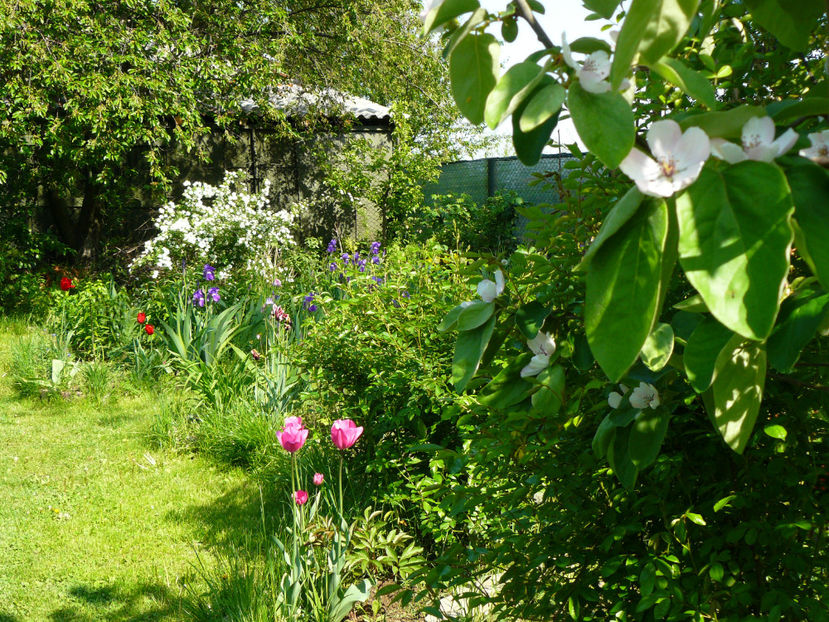 P1270448 - 2017 Aprilie_Idilic Garden