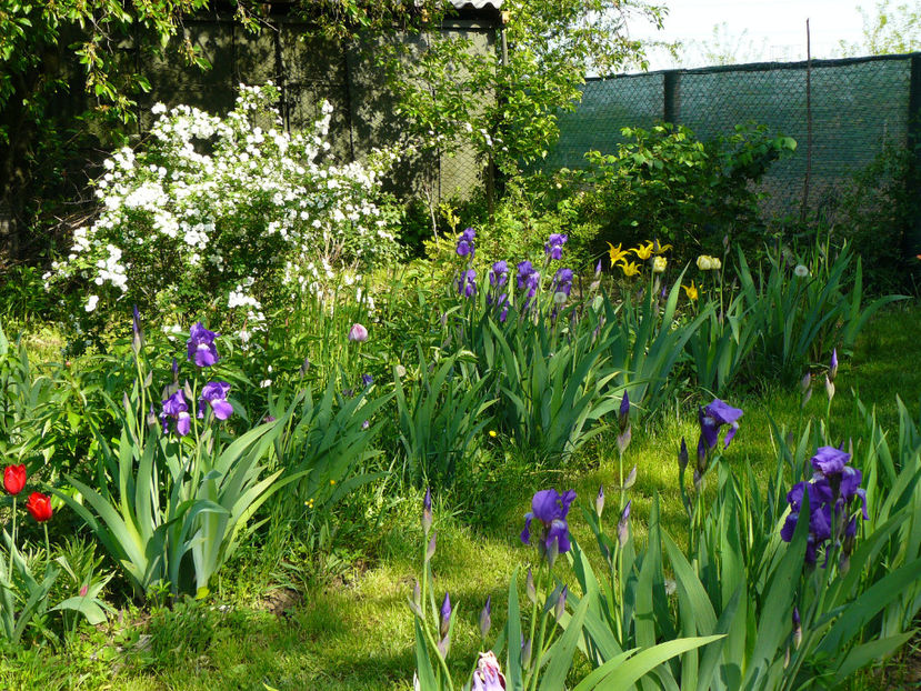 P1270449 - 2017 Aprilie_Idilic Garden