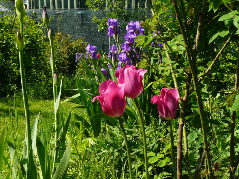 P1270454 - 2017 Aprilie_Idilic Garden