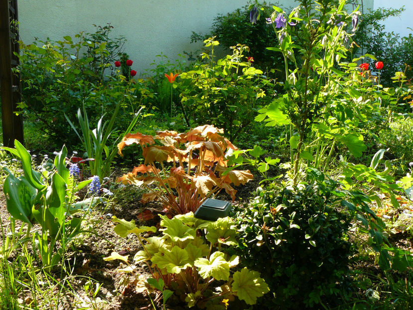 P1270456 - 2017 Aprilie_Idilic Garden