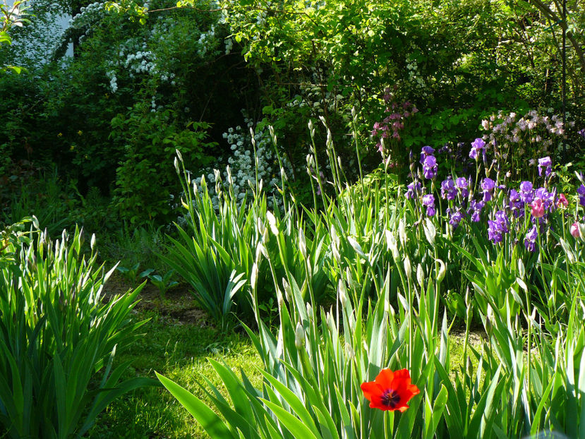 P1270459 - 2017 Aprilie_Idilic Garden