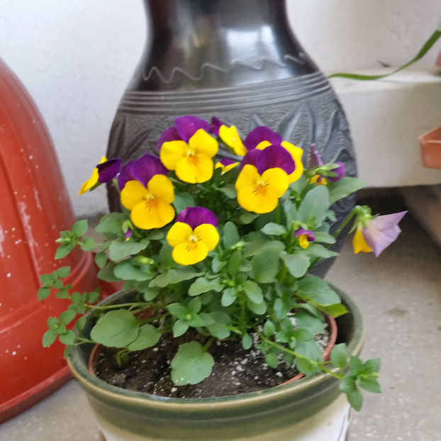 - Panselute pitice  panselute curgatoare si mimulus