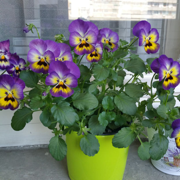  - Panselute pitice  panselute curgatoare si mimulus