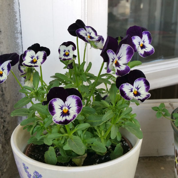  - Panselute pitice  panselute curgatoare si mimulus