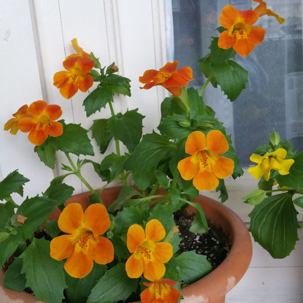  - Panselute pitice  panselute curgatoare si mimulus