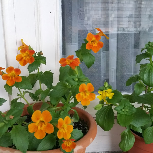  - Panselute pitice  panselute curgatoare si mimulus