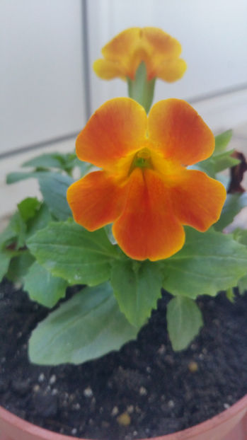  - Panselute pitice  panselute curgatoare si mimulus