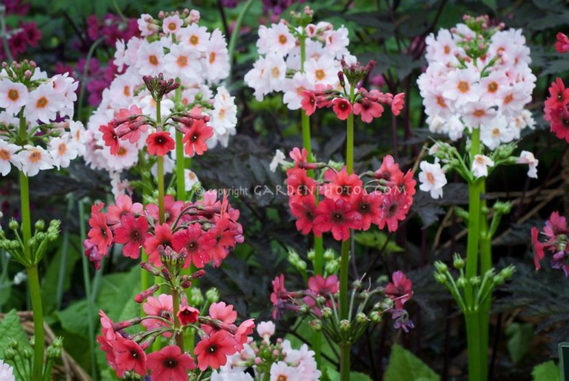Primula-japonica-Millers-Crimson and Apple Blossom-G013691 - 2017 - Caut