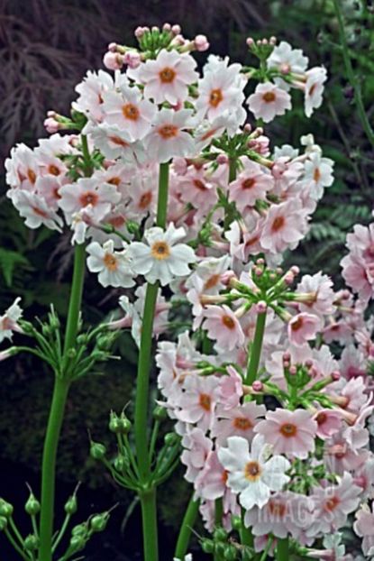 SW2926_PRIMULA_JAPONICA_APPLE_BLOSSOM - 2017 - Caut