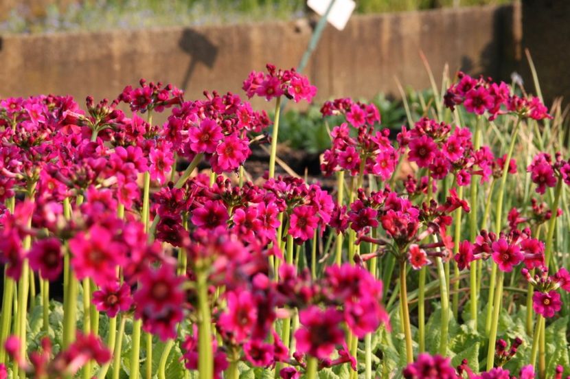 primula-japonica-millers-crimson-japan-etagen-primel-2274354_1 - 2017 - Caut