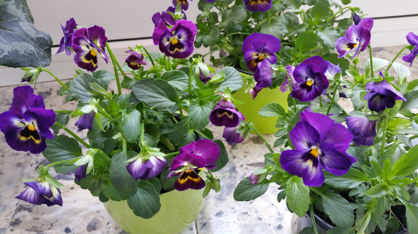  - Panselute pitice  panselute curgatoare si mimulus