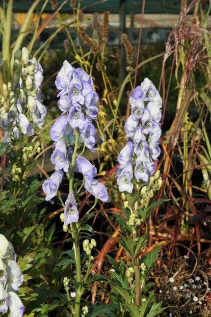 aconitum Cloudy - 2017 - Caut