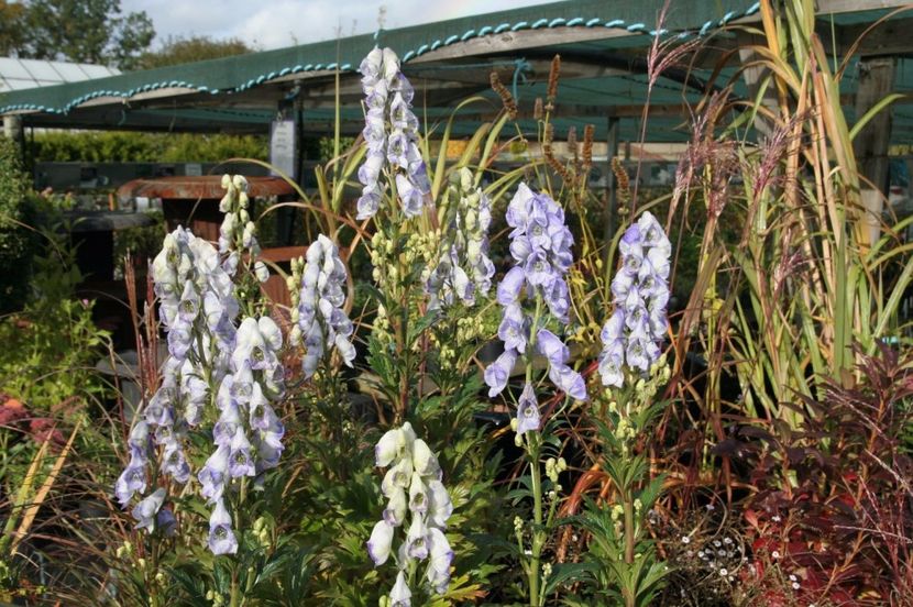 Aconitum Cloudy1 - 2017 - Caut