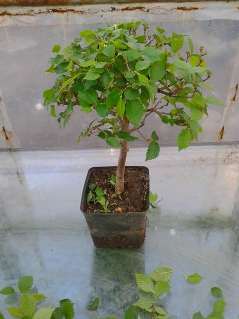 Fotografie0114 - COLECTIE PREBONSAI 2017