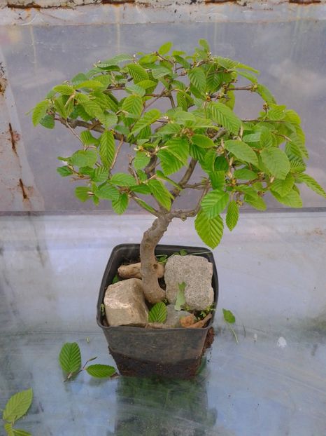 Fotografie0115 - COLECTIE PREBONSAI 2017