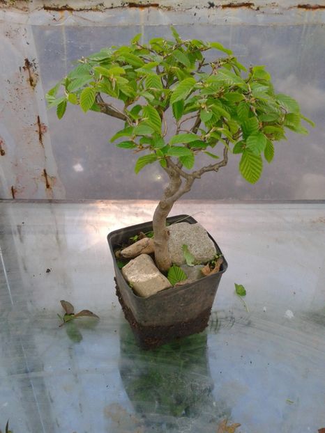 Fotografie0118 - COLECTIE PREBONSAI 2017