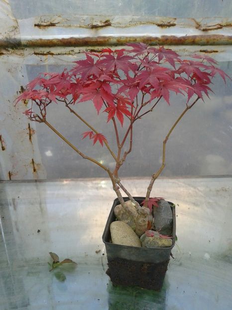 Fotografie0119 - COLECTIE PREBONSAI 2017