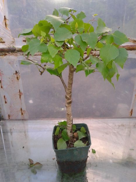 Fotografie0121 - COLECTIE PREBONSAI 2017