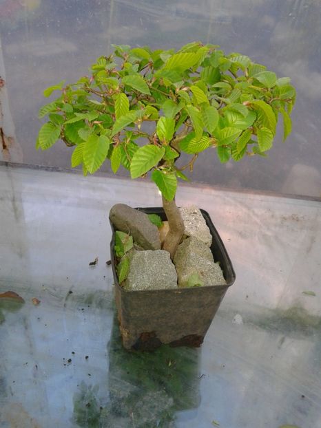 Fotografie0123 - COLECTIE PREBONSAI 2017