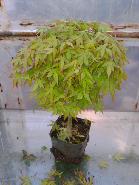 Fotografie0126 - COLECTIE PREBONSAI 2017