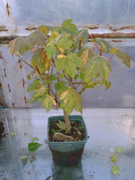 Fotografie0129 - COLECTIE PREBONSAI 2017